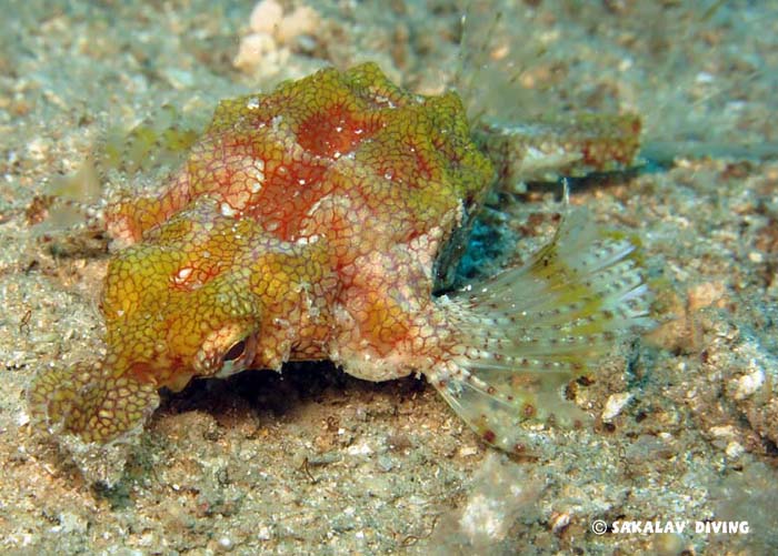 Night dive Nosy Be Madagascar